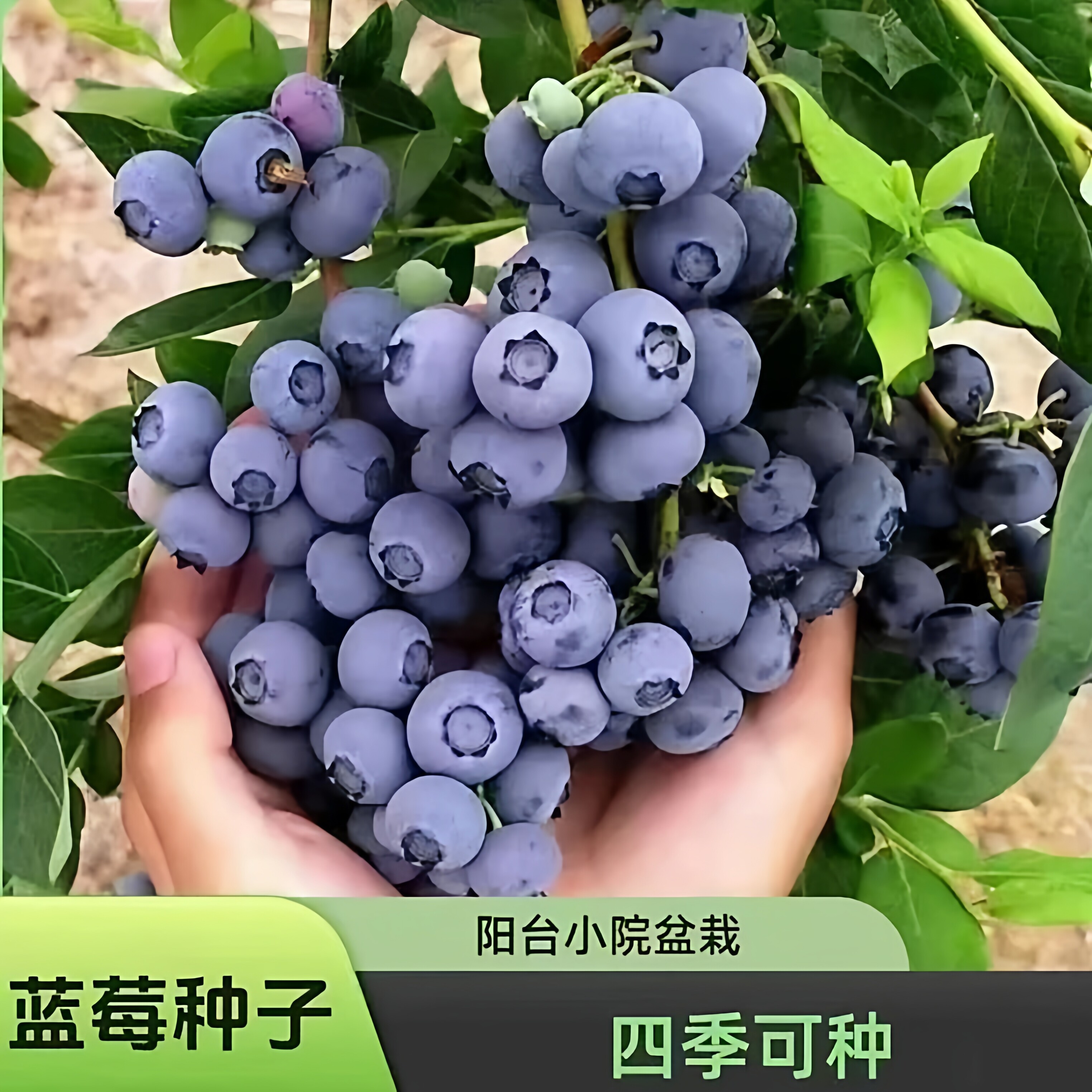 蓝莓种子南北种植四季阳台盆栽果园庭院蓝梅树果树种子简单播种JH