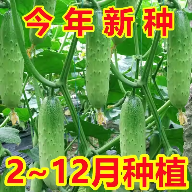 甜脆水果黄瓜种子摘不败节节瓜地栽阳台盆栽高产播种蔬菜种子JH