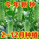 甜脆水果黄瓜种子摘不败节节瓜地栽阳台盆栽高产播种蔬菜种子JH