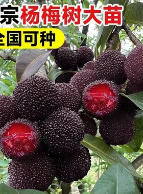 【杨梅树】正宗东魁杨梅果树苗阳台庭院盆栽地栽黑炭杨梅种球JH