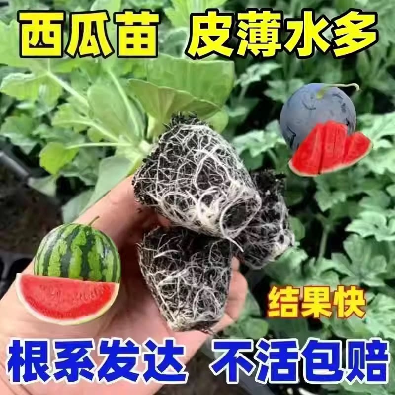 【西瓜苗】麒麟西瓜美都西瓜皮薄汁水足盆栽阳台小院种植西瓜苗zy