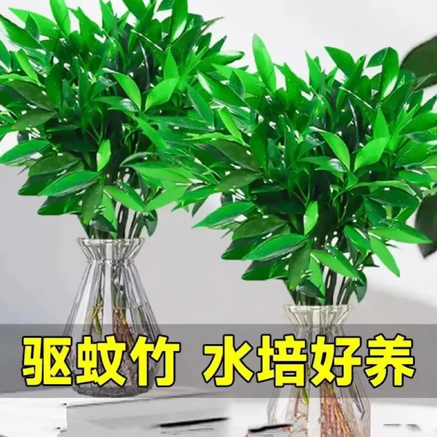 水培竹柏水养植物盆栽绿植水培土培 客厅阳台室内四季常青植物xp