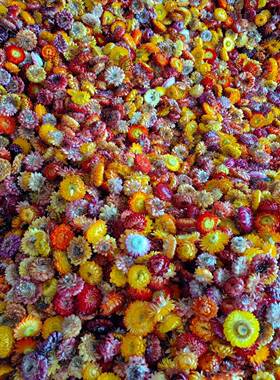 创001麦秆菊花干花七彩菊按居斤头称云南原材料干菊花意家装饰品