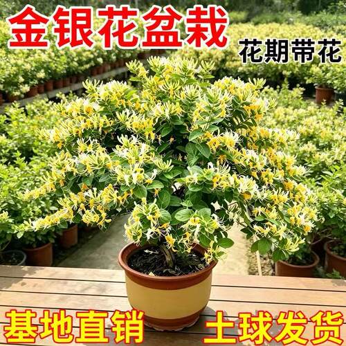【马上开花】金银花盆栽树苗花卉