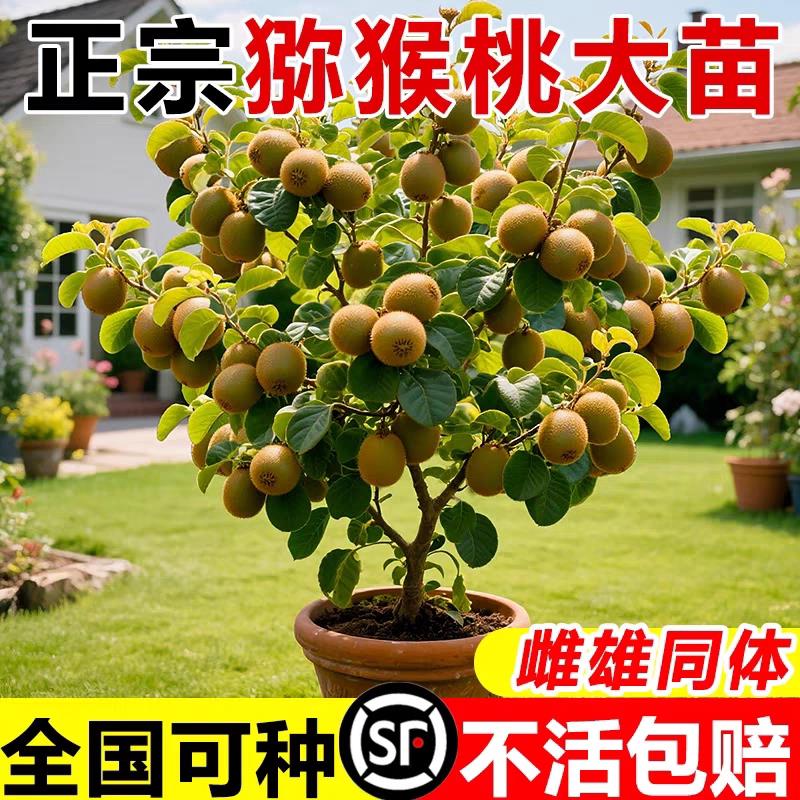 猕猴桃树果苗雌雄同株猕猴桃苗徐香嫁接南北方种植庭院四季可种植