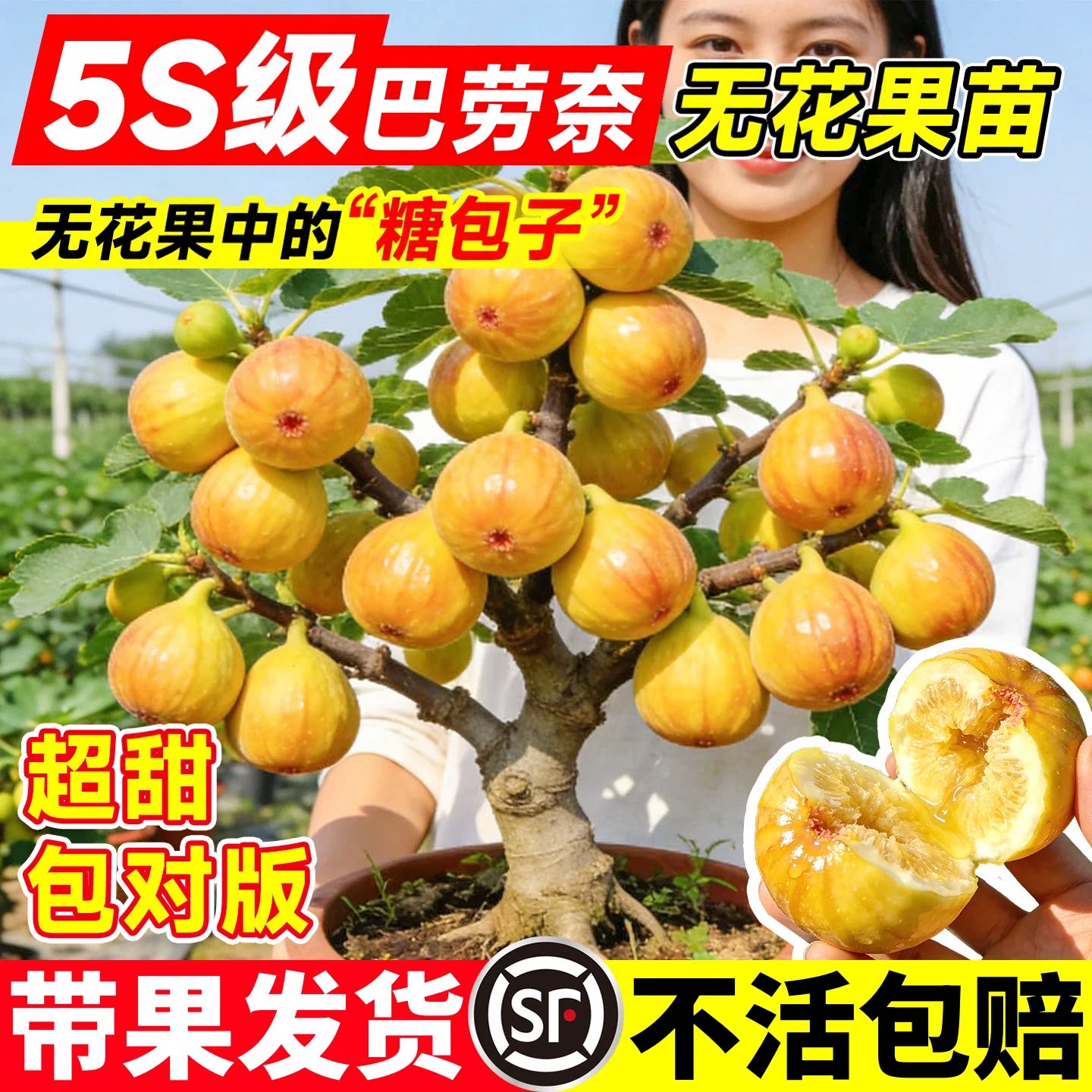 【当年结果】无花果树果苗巴劳奈特大号盆栽地栽南北方种植庭院
