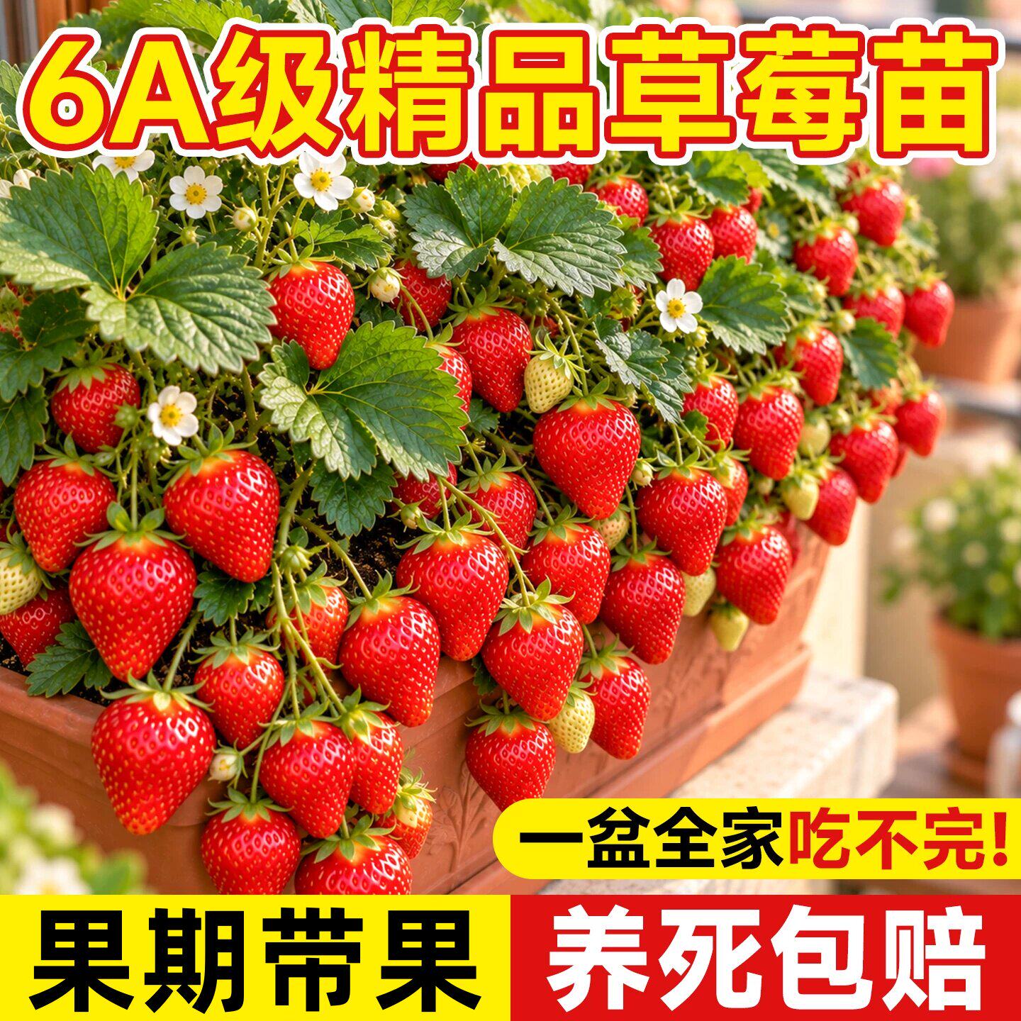草莓苗秧盆栽四季结果苗高产优质奶油红颜特大号脱毒大苗阳台种植