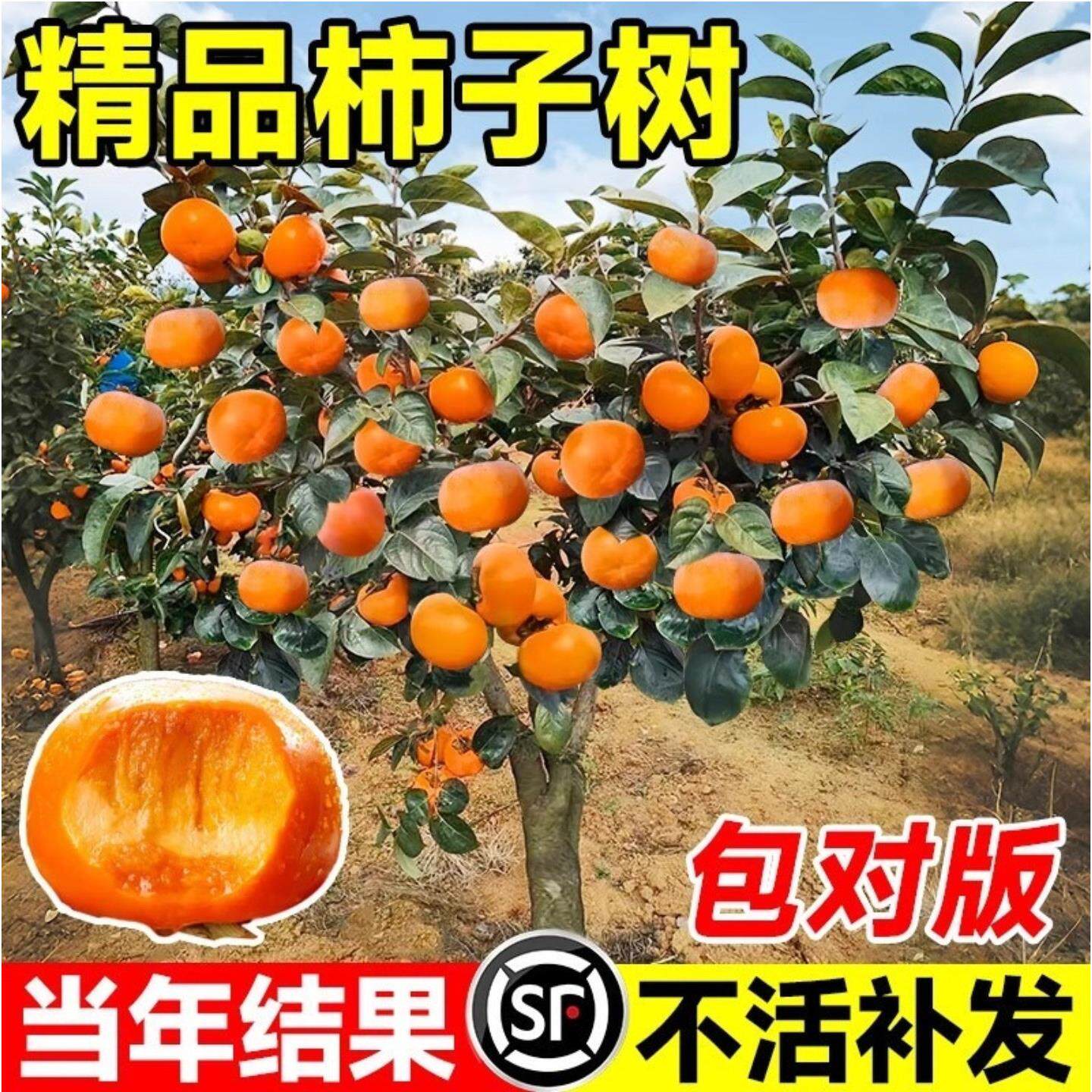 柿子苗树脆甜柿火晶柿南北方种植庭院盆栽柿子树苗当年结果柿子树