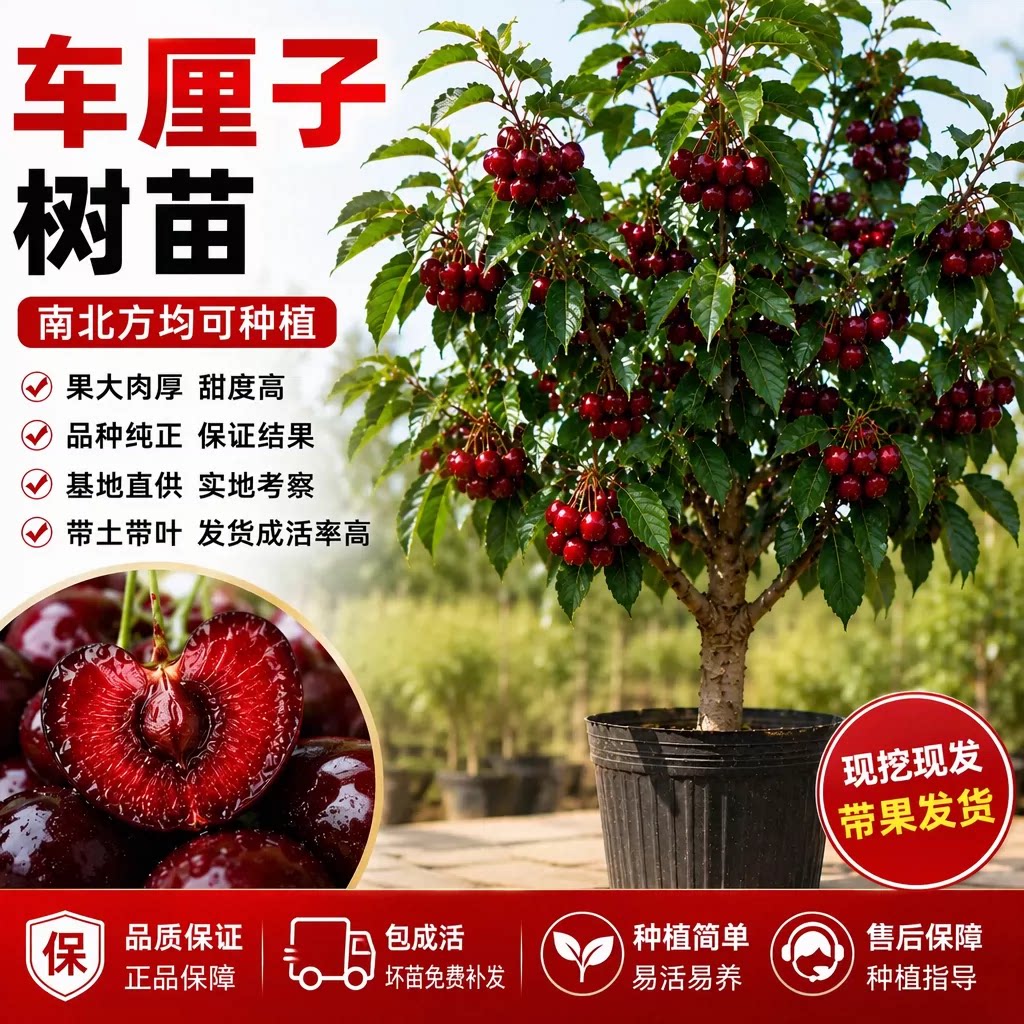 正宗车厘子树苗大樱桃果树果苗嫁接矮化庭院地盆栽水果南北方种植
