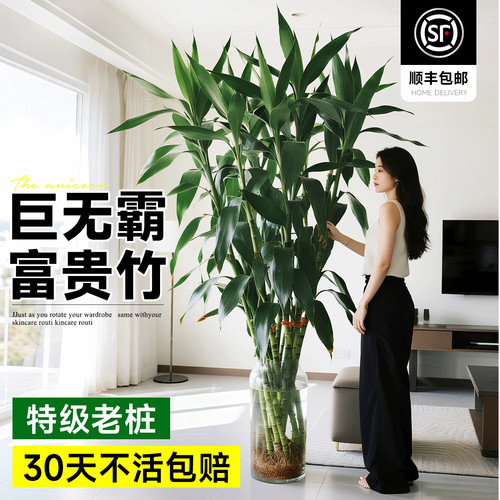 富贵竹水培植物客厅招财粗杆超大