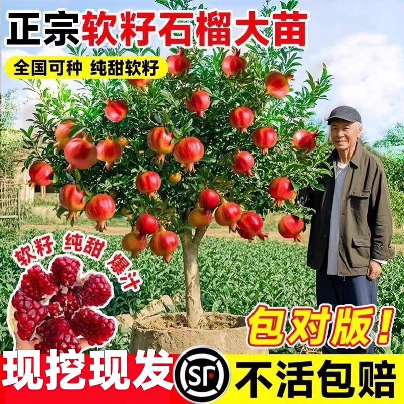 正宗特大石榴树树苗耐寒北方种植果树突尼斯软籽石榴树南方盆地栽