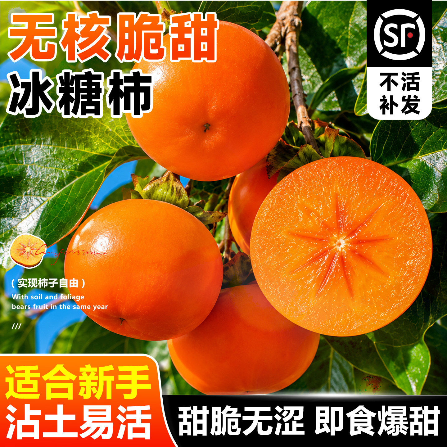 柿子树苗无核脆甜冰糖柿子树果苗地栽盆栽当年结果特大南北种植