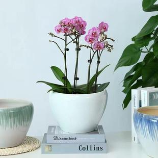 新中式陶瓷财花盆厂家直供简约室内外轻客厅桌面发树兰中花式花奢