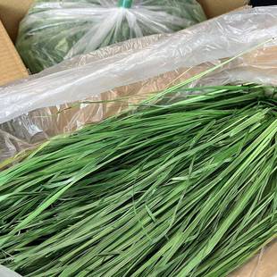 球娘7号烘干提摩西兔草北兔提子草粮饲料荷兰猪7号龙猫纤高维主食