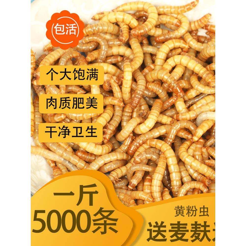 面粉虫活体 黄虫活虫774 鹦鹉鱼 金龙 乌龟 画眉鸟石包蛙饲料鱼包,宠物/宠物食品及用品,观赏鱼饲料,淘宝优惠券,粉丝福利购,淘宝优惠卷