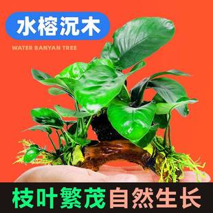 沉木水榕草水植物鱼造景饰懒装人莫斯阴性增氧qssj-cms净水缸屋大