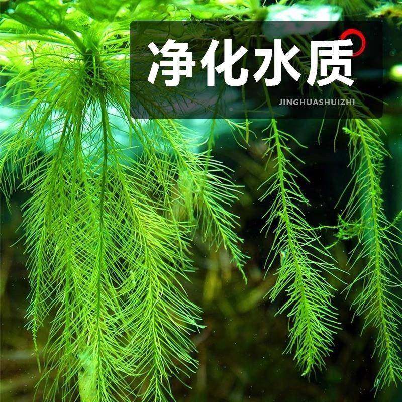 圆心萍浮萍净化水质培绿植庭虾院办室公鱼龟水缸造景增458401氧漂,鲜花速递/花卉仿真/绿植园艺,水生植物,淘宝优惠券,粉丝福利购,淘宝优惠卷