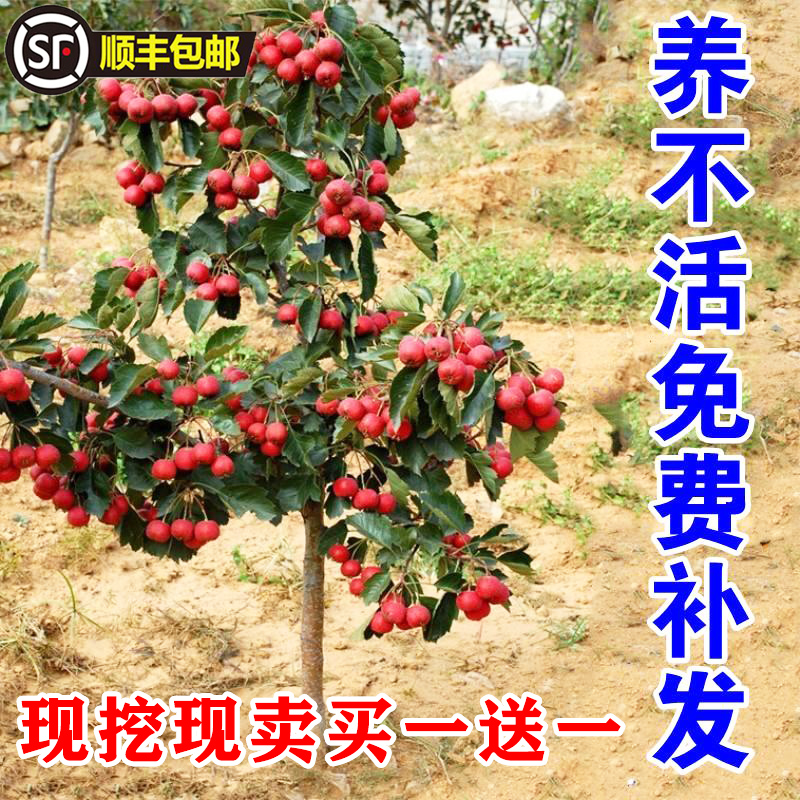 山楂树活苗大五棱甜红子南