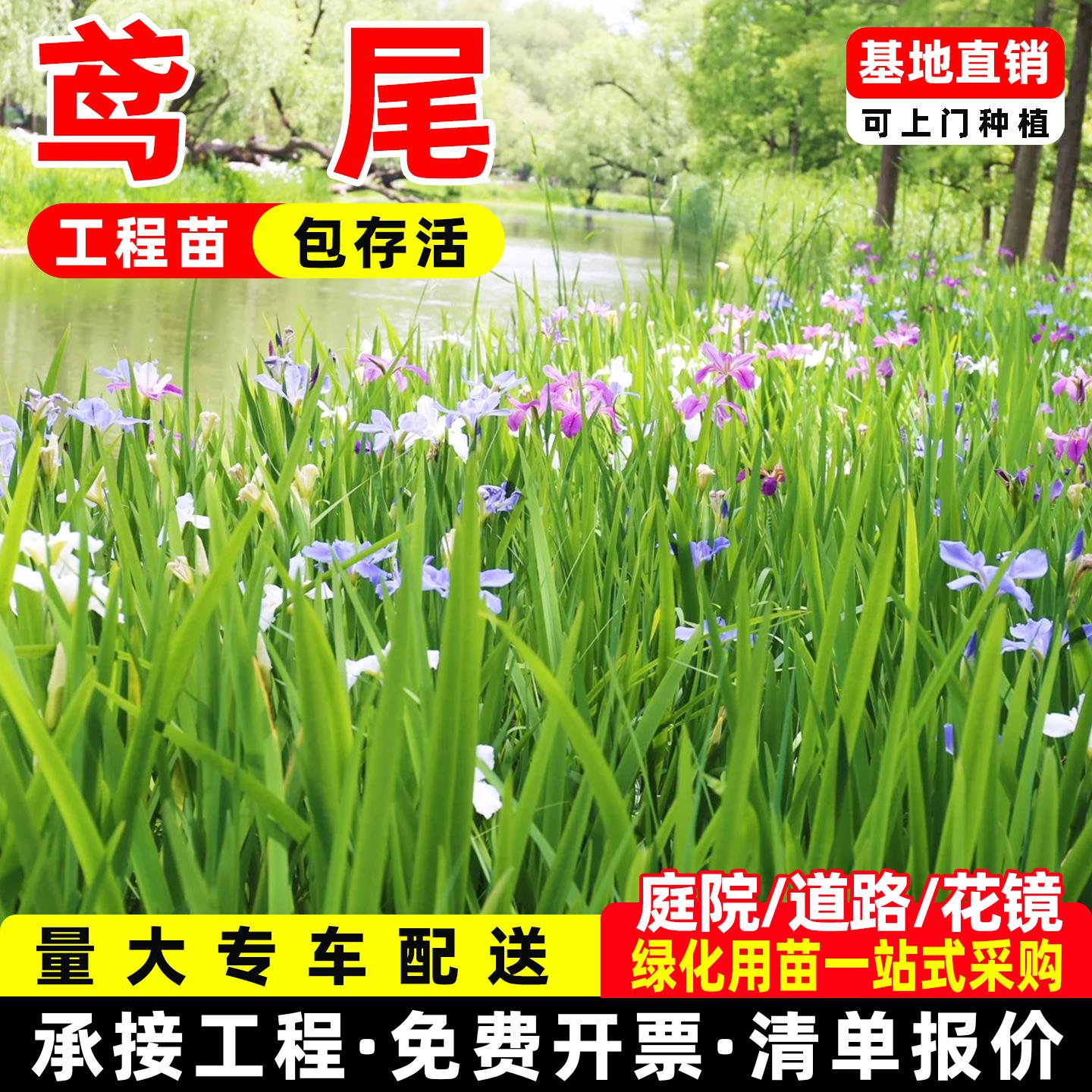 成都鸢尾花苗德国鸢尾紫花红花蓝花庭院绿化工程苗多年生园林造景