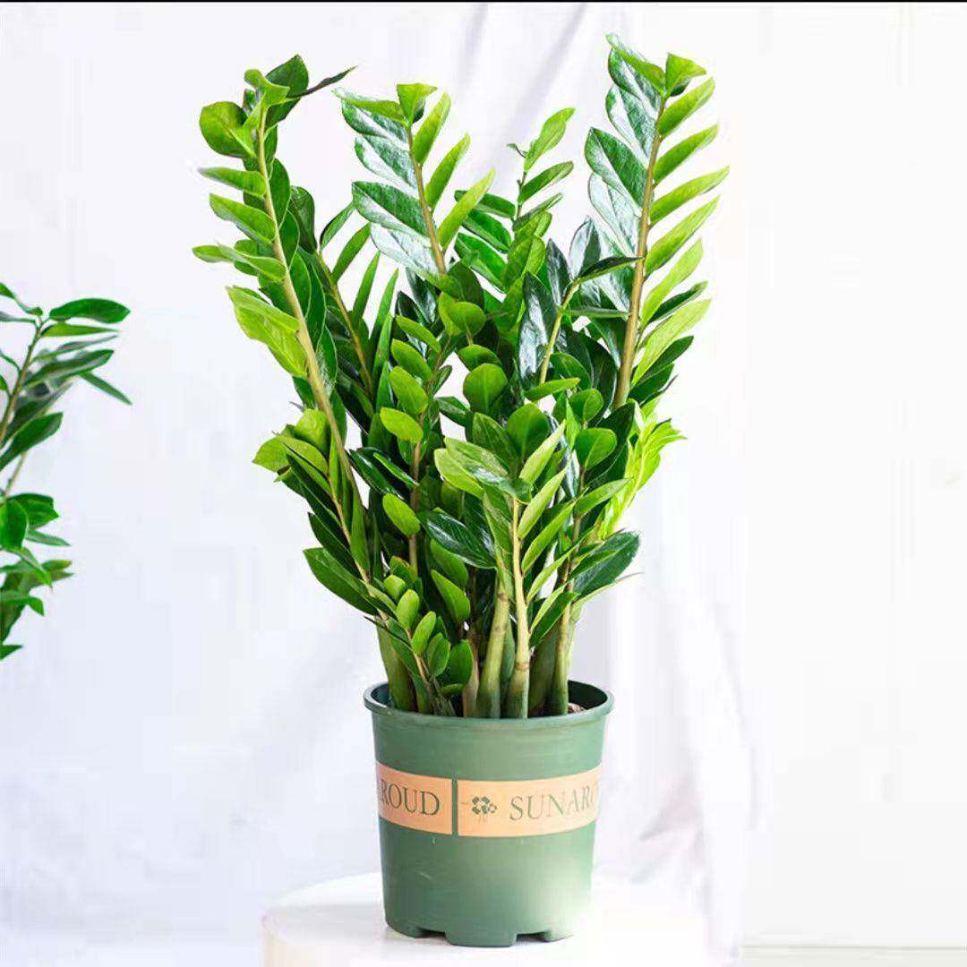 金钱树盆栽植物室内摇钱发财树钱串子招财客厅大绿植花卉四季常青