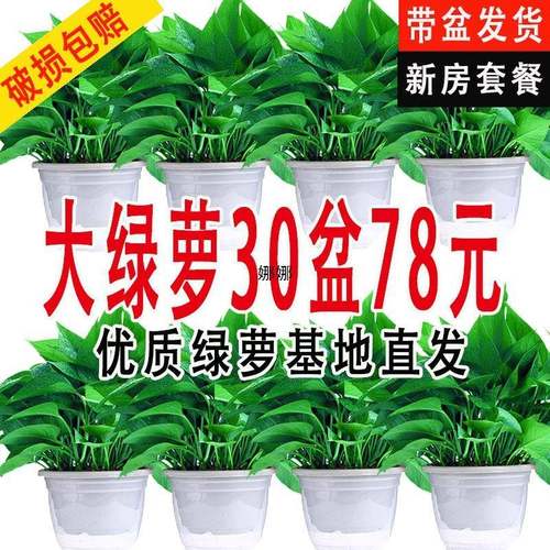 新房吸除甲醛绿萝盆栽室内植物净化空气绿植客厅大叶绿箩好养花卉
