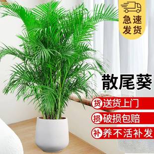 散尾葵盆栽植物大型绿植室内办公室净化空气吸甲醛凤尾竹好养花卉