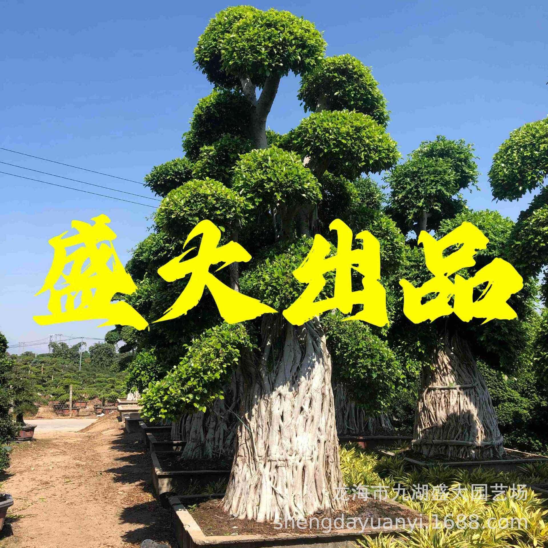 广西造型小叶榕桩景报价小叶榕树桩小叶榕桩头价格榕树盆景,纺织面料/辅料/配套,纺织机械配件,淘宝优惠券,粉丝福利购,淘宝优惠卷