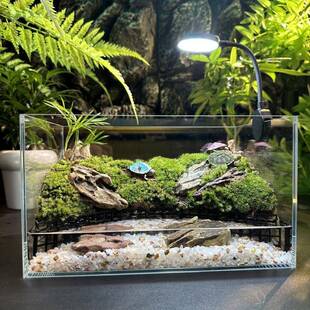 桌面客厅卧室超白玻璃乌龟缸生态缸微景观免换水