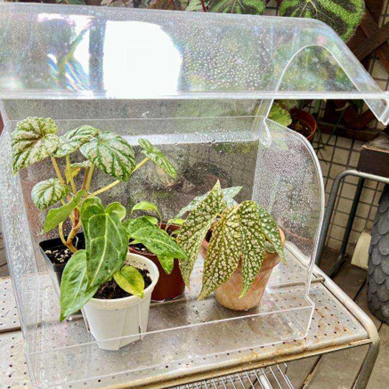 热植闷养箱植物闷养箱热带绿植育苗保温箱花卉扦插育苗盘保湿暖房