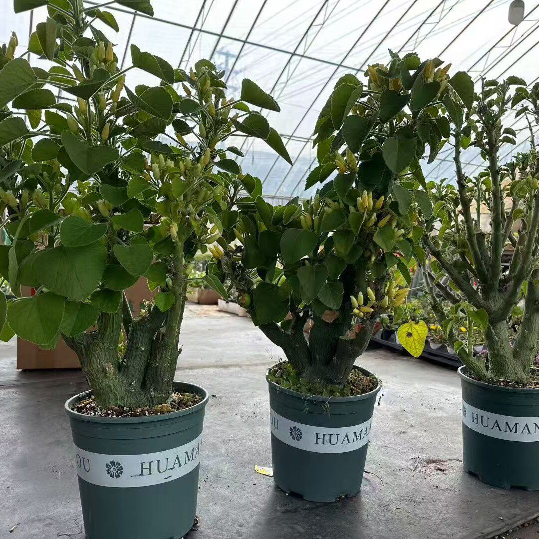 圣果西番莲Adeniakeramanthus潮流块根多肉盆栽植物