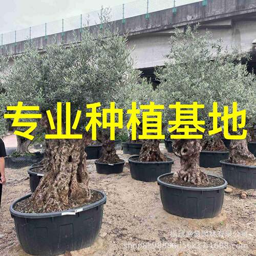 大型油橄榄价格别墅庭院名宿橄榄树造景西班牙欧洲造型橄榄