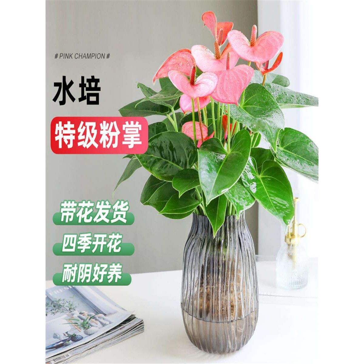 水培粉掌绿植盆栽红掌白掌室内客厅桌面花卉植物耐阴四季好养
