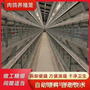 养鸡设备肉鸡H型笼养殖鹌鹑笼 肉鸡A型笼蛋鸡笼鸽子笼养殖场层叠式
