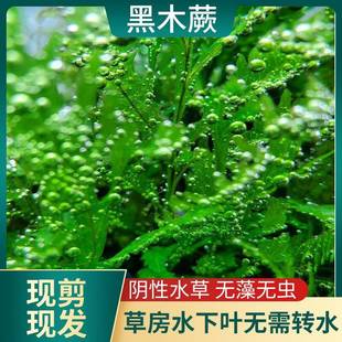 矮种黑木蕨阴性淡水草易养沉木造景水下叶中后景苔藓植物黑幕觉