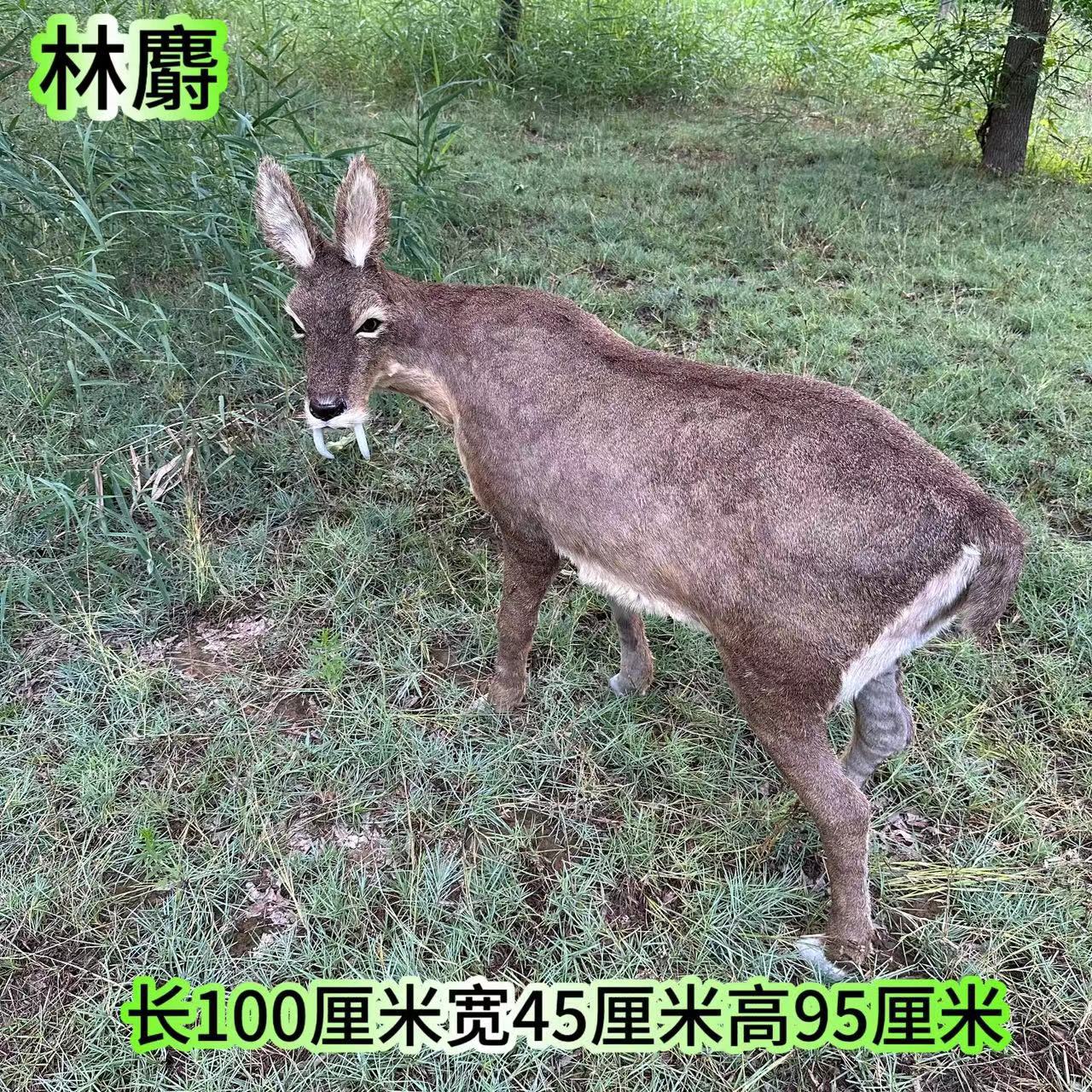 手工制作仿真保护动物林麝儿童认知园林装饰拍道具送朋友橱窗装饰