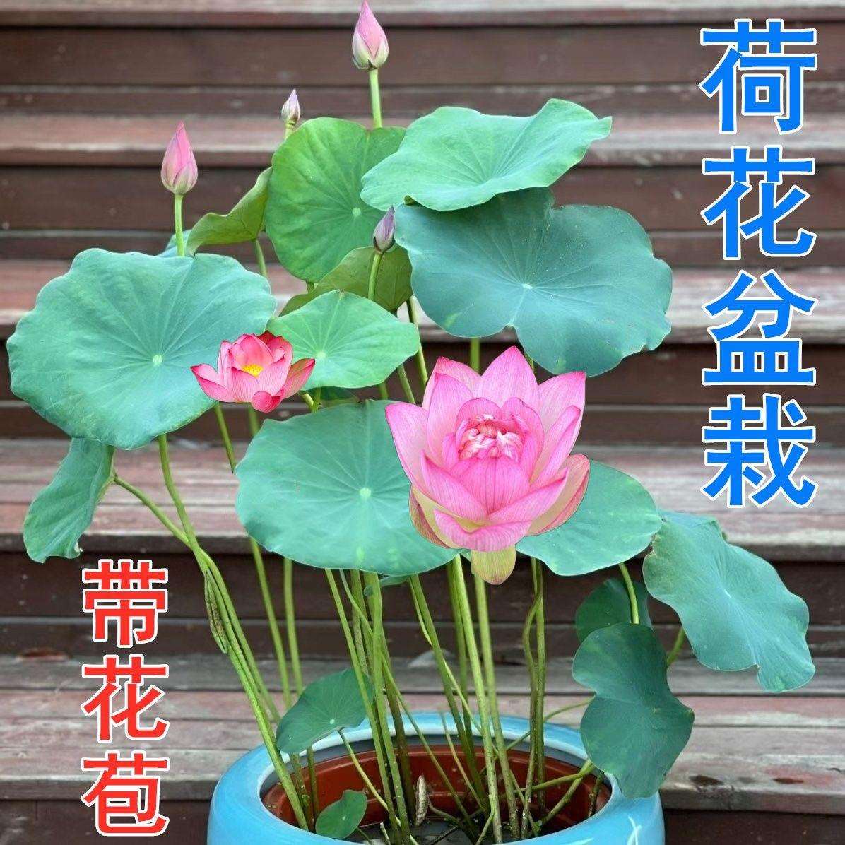 花卉池塘水生植物盆栽花苞睡莲好养观赏水培碗莲大型荷花莲花带