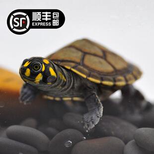 黄头龟侧颈龟忍者神龟深水长颈观赏吃粪乌龟粑粑清理鱼缸启梅商行