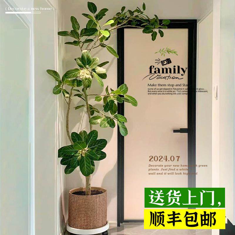 网红孟加拉榕盆栽客厅绿植室内大型黄金榕高山榕树落地真花旺宅树