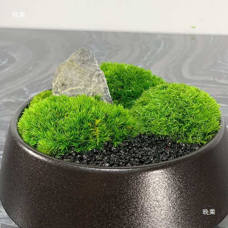 新中式花艺绿植观样板房客厅售楼处永生植物青苔盆栽桌面摆垒德株