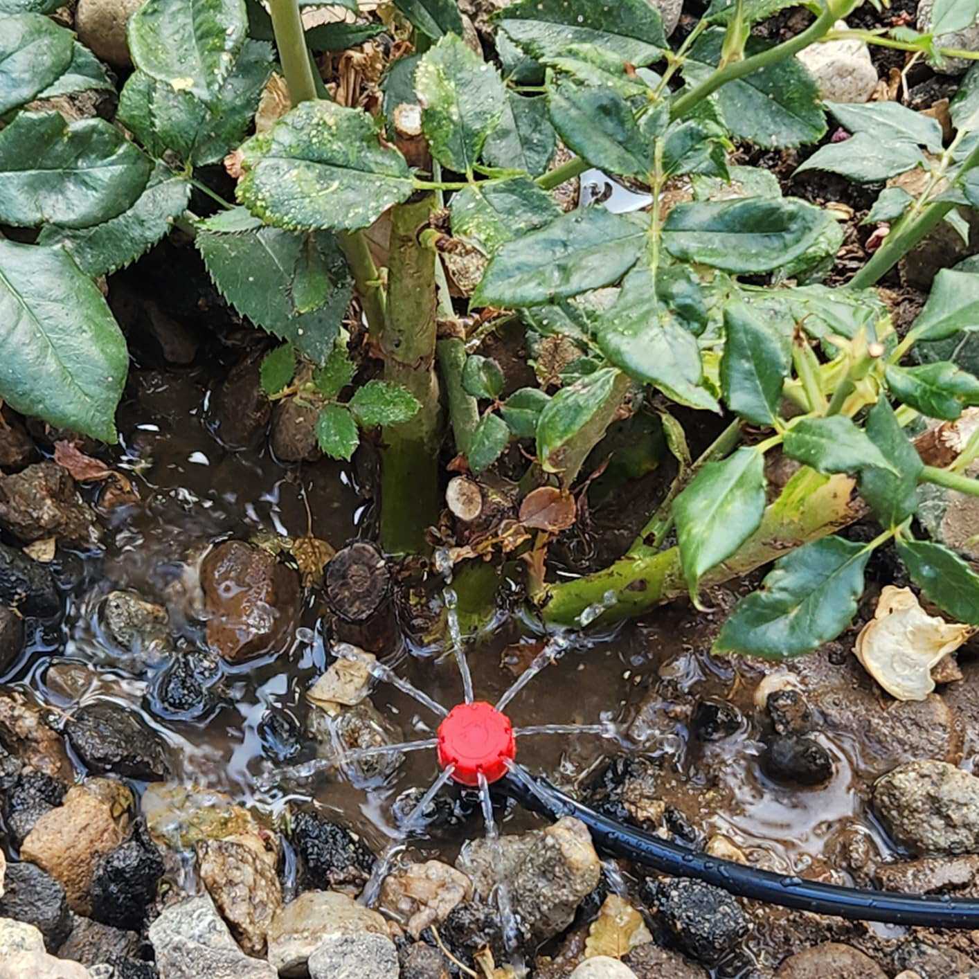 花园灌溉户外地插涌泉浇水滴灌套装自动浇花器八孔浇水器灌溉喷头