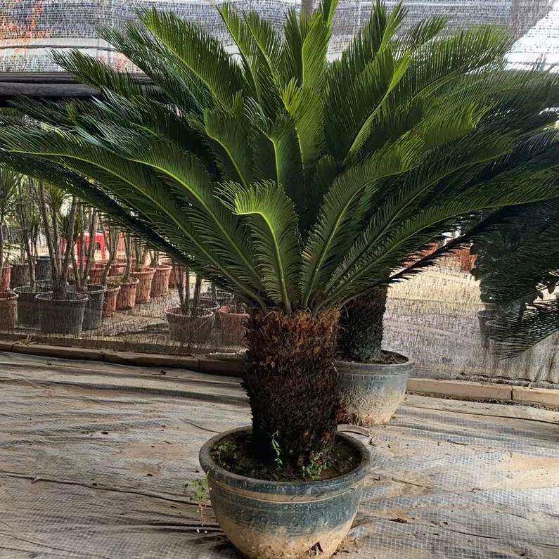 大型铁树盆栽墨西哥铁树假植苗庭院苏铁树基地耐寒常青绿植