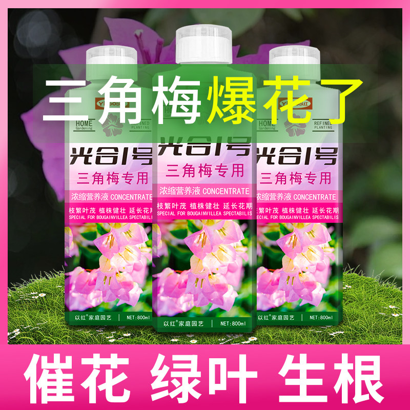 三角梅专用营养液促花爆花800ml
