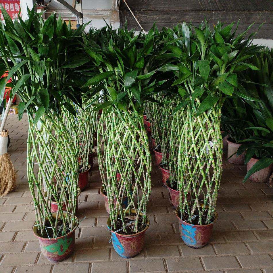 编织富贵竹大盆栽家庭园艺植物办公室客厅阳台租摆绿植工程苗木