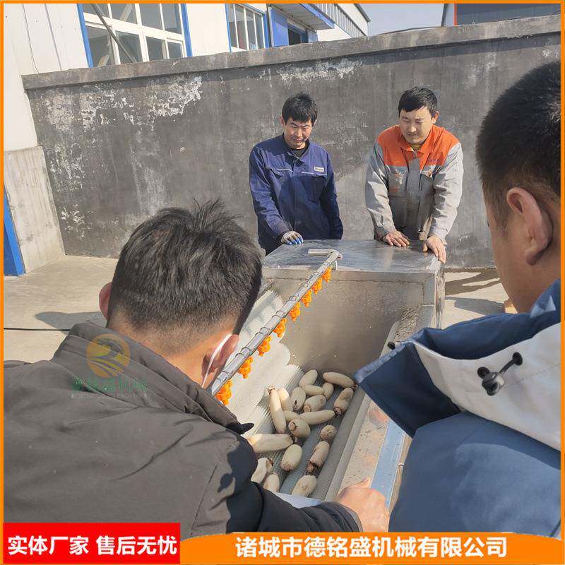 洗青萝卜机器猪头蹄十根毛刷清洗DMS20211设备果蔬皮类莲藕去清洗