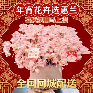 全国大花惠兰蝴蝶兰盆栽鲜花同城速递开业乔迁长辈生日送礼上海店