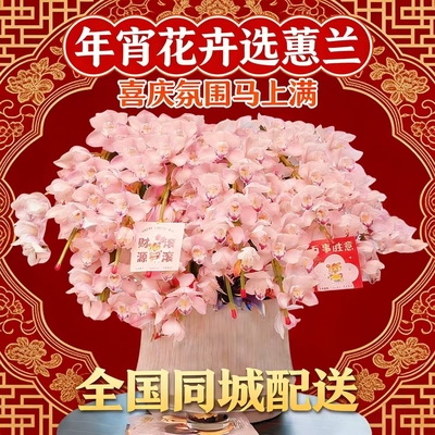 上海同城速递大花惠兰蝴蝶兰盆栽