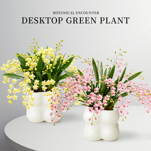 梦香文心兰带花苞盆栽香水梦香兰桌面花卉绿植室内植物四季好养活