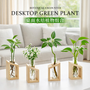 发财树水培植物富贵竹室内绿萝竹柏九里香客厅绿植水养小盆栽摆件