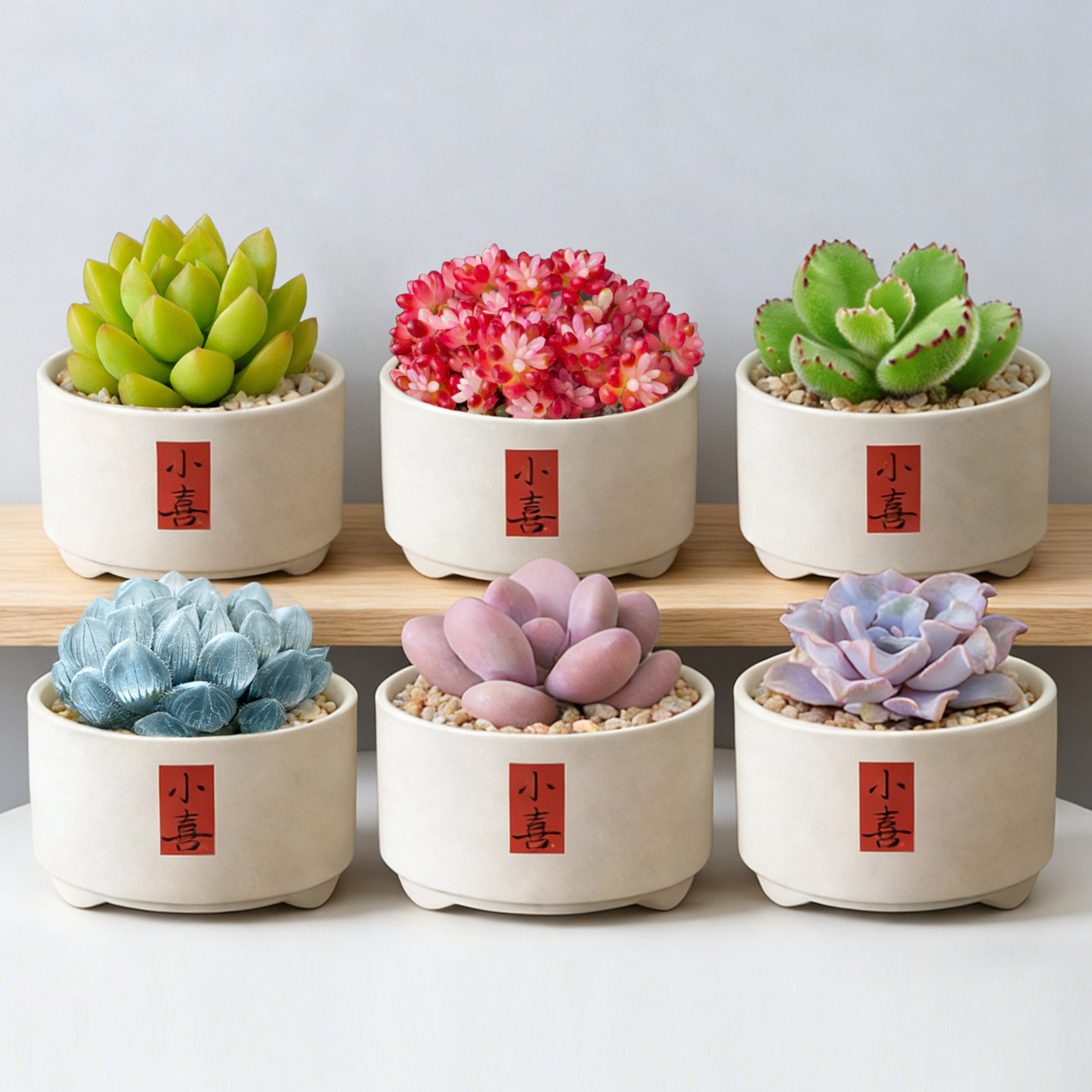 多肉植物组合小盆栽蓝镜玉露桃蛋老桩仙人球办公室内桌面绿植花卉