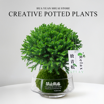 放青松雾凇苔藓球办公室内绿植桌